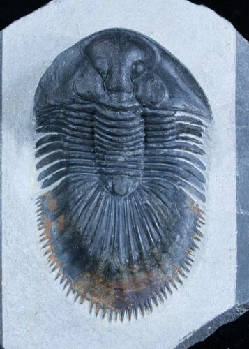 Large Thysanopeltis Trilobite - Premium Specimen #2957